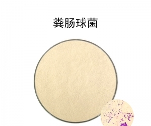 粪肠球菌