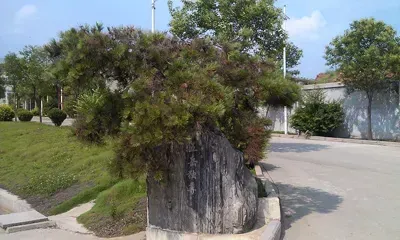 其他图片