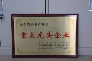 荣誉证书